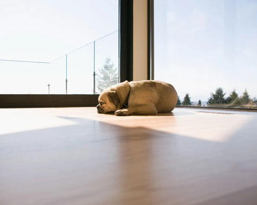 handsome dog taking a nap in the sun